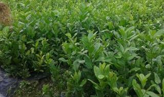 中药巴戟天 中药巴戟天